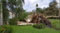 Eddys tree uproot_002